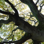 Kraftbaum am Höltigbaum