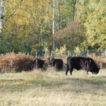 Rinder zur Landschaftspflege